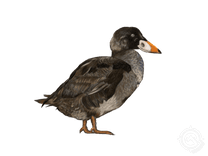 Surf Scoter